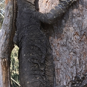 Varanus rosenbergi at Kangaroo Valley, NSW by Chakola