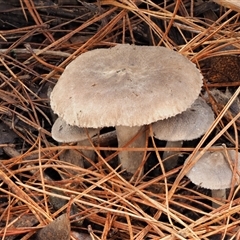 Tricholoma terreum at Uriarra Village, ACT - 13 May 2024 01:56 PM