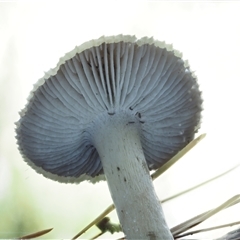 Tricholoma terreum at Uriarra Village, ACT - 13 May 2024 01:56 PM