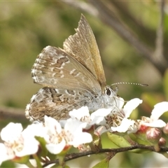 Neolucia agricola (Fringed Heath-blue) at Uriarra Village, ACT - 5 Dec 2024 by Harrisi