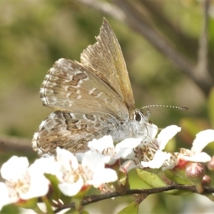 Neolucia agricola at Uriarra Village, ACT - 6 Dec 2024 09:05 AM