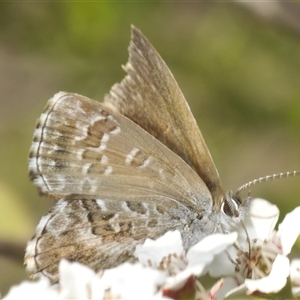 Neolucia agricola at Uriarra Village, ACT - 6 Dec 2024 09:05 AM