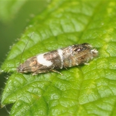 Glyphipterix phosphora (A sedge moth) at Uriarra Village, ACT - 6 Dec 2024 by Harrisi