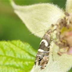 Glyphipterix phosphora at Uriarra Village, ACT - 6 Dec 2024