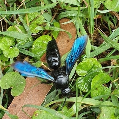 Austroscolia soror (Blue Flower Wasp) at Kangaroo Valley, NSW - 24 Apr 2022 by Chakola