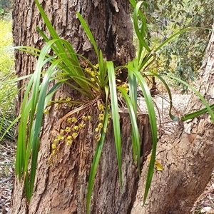 Cymbidium suave (Snake Orchid) at Kangaroo Valley, NSW by Chakola