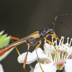 Macrones sp. (genus) at Brindabella, NSW - 5 Dec 2024 by Harrisi