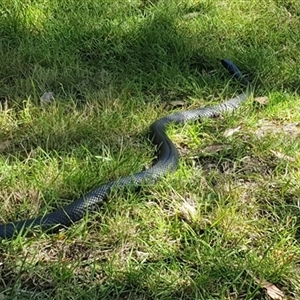 Drysdalia coronoides at Kangaroo Valley, NSW by Chakola