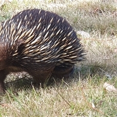 Tachyglossus aculeatus (Short-beaked Echidna) at Kangaroo Valley, NSW - 7 Oct 2023 by Chakola