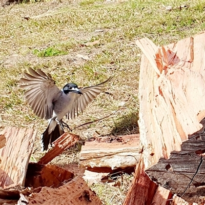 Cracticus torquatus (Grey Butcherbird) at Kangaroo Valley, NSW - 21 Jul 2023 by Chakola