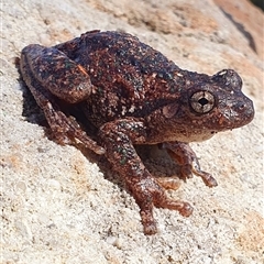 Litoria peronii at Kangaroo Valley, NSW - 3 May 2023 by Chakola