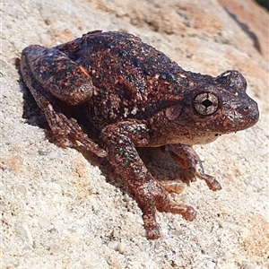 Litoria peronii at Kangaroo Valley, NSW by Chakola