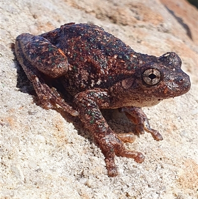 Litoria peronii at Kangaroo Valley, NSW - 3 May 2023 by Chakola