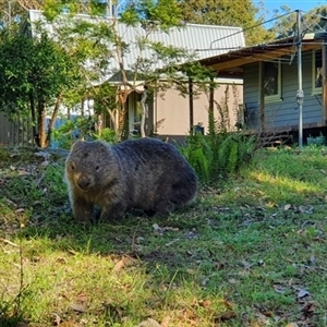 Vombatus ursinus (Common wombat, Bare-nosed Wombat) at Kangaroo Valley, NSW by Chakola