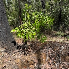 Persoonia levis (Broad-leaved Geebung) at Yerriyong, NSW - 6 Dec 2024 by lbradley