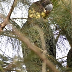 Calyptorhynchus lathami lathami (Glossy Black-Cockatoo) at Hill Top, NSW - 15 Oct 2024 by GITM2