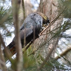 Calyptorhynchus lathami lathami (Glossy Black-Cockatoo) at Hill Top, NSW - 15 Oct 2024 by GITM2