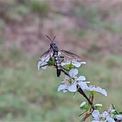 Diochlistus sp. (genus) (A Mydid Fly) at O'Malley, ACT - 6 Dec 2024 by Mike