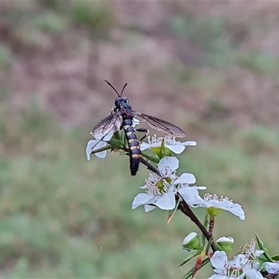 Diochlistus sp. (genus) (A Mydid Fly) at O'Malley, ACT - 6 Dec 2024 by Mike