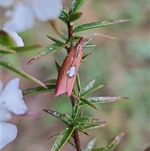 Canuza euspilella at O'Malley, ACT by Mike