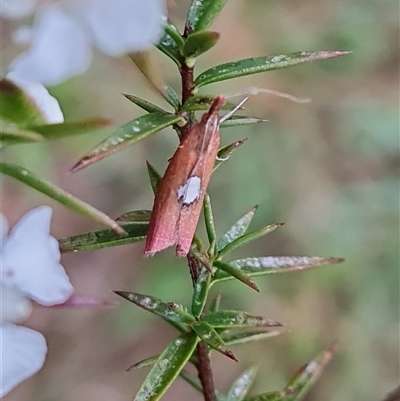 Canuza euspilella (A Crambid moth) at O'Malley, ACT - 7 Dec 2024 by Mike