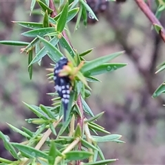 Mordella dumbrelli (Dumbrell's Pintail Beetle) at O'Malley, ACT - 6 Dec 2024 by Mike