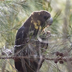 Calyptorhynchus lathami lathami (Glossy Black-Cockatoo) at Hill Top, NSW - 15 Oct 2024 by GITM2