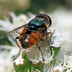 Unidentified True fly (Diptera) at Yackandandah, VIC - 1 Dec 2024 by KylieWaldon