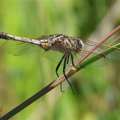 Orthetrum caledonicum at Yackandandah, VIC - 1 Dec 2024 by KylieWaldon