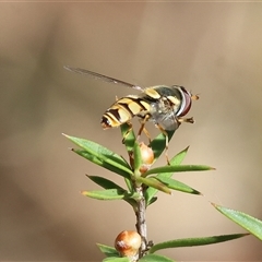 Simosyrphus grandicornis (Common hover fly) at Yackandandah, VIC - 2 Dec 2024 by KylieWaldon