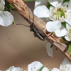 Unidentified Beetle (Coleoptera) at Yackandandah, VIC - 1 Dec 2024 by KylieWaldon