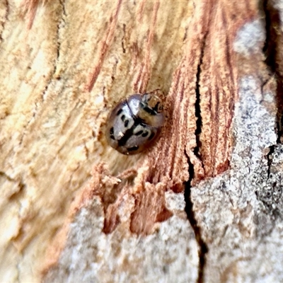 Peltoschema hamadryas (Hamadryas leaf beetle) at Aranda, ACT - 3 Dec 2024 by KMcCue