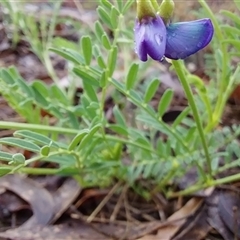 Swainsona monticola (Notched Swainson-Pea) at Cooma, NSW - 6 Dec 2024 by Teinm