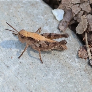 Phaulacridium vittatum (Wingless Grasshopper) at Yackandandah, VIC by KylieWaldon