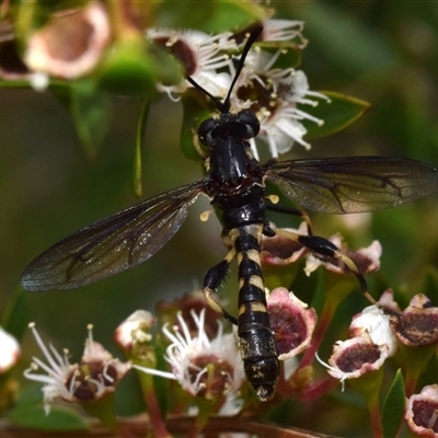 Diochlistus sp. (genus) (A Mydid Fly) at Jerrabomberra, NSW - 6 Dec 2024 by DianneClarke