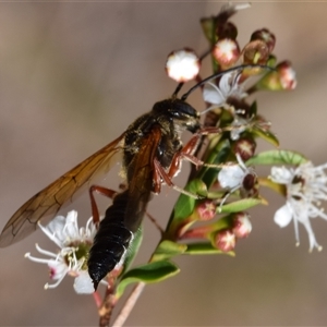 Thynninae (subfamily) (Smooth flower wasp) at Jerrabomberra, NSW by DianneClarke