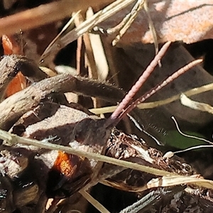 Goniaea australasiae (Gumleaf grasshopper) at Yackandandah, VIC by KylieWaldon