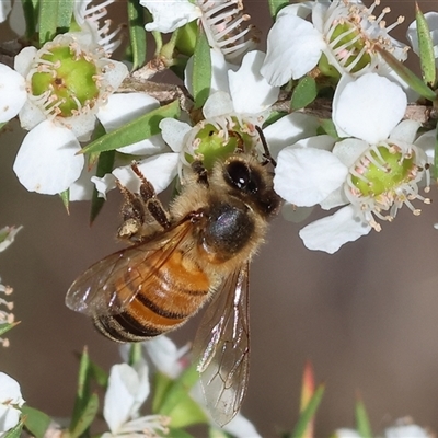 Apis mellifera at Yackandandah, VIC - 1 Dec 2024 by KylieWaldon