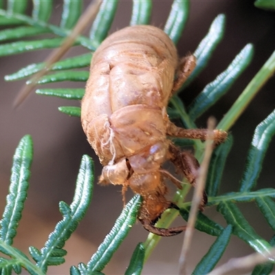 Psaltoda moerens (Redeye cicada) at Yackandandah, VIC - 2 Dec 2024 by KylieWaldon