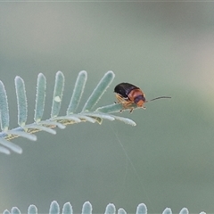 Unidentified Leaf beetle (Chrysomelidae) at Yackandandah, VIC - 1 Dec 2024 by KylieWaldon