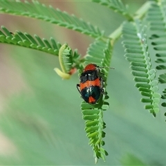 Unidentified Beetle (Coleoptera) at Yackandandah, VIC - 1 Dec 2024 by KylieWaldon