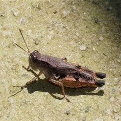 Phaulacridium vittatum (Wingless Grasshopper) at Murrumbateman, NSW - 7 Dec 2024 by amiessmacro