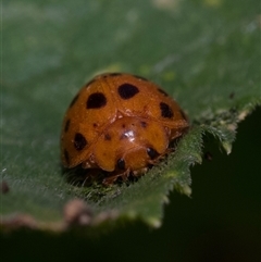 Epilachna sumbana (A Leaf-eating Ladybird) at Murrumbateman, NSW - 6 Dec 2024 by amiessmacro