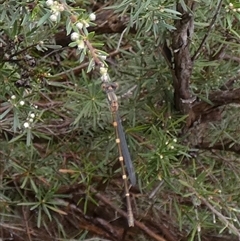 Austrolestes sp. (genus) at Queanbeyan West, NSW - 6 Dec 2024 by Paul4K