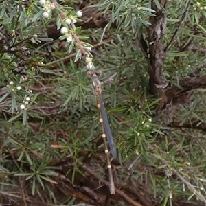 Austrolestes leda at Queanbeyan West, NSW - 7 Dec 2024 07:47 AM