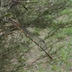 Austrolestes leda at Queanbeyan West, NSW - 7 Dec 2024 07:47 AM