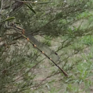 Austrolestes leda at Queanbeyan West, NSW - 7 Dec 2024 07:47 AM