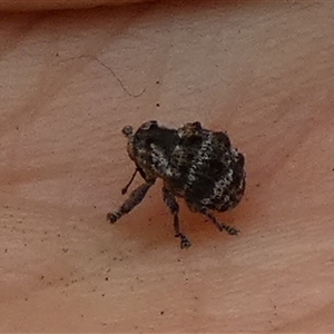 Unidentified Weevil (Curculionoidea) at Queanbeyan West, NSW by Paul4K