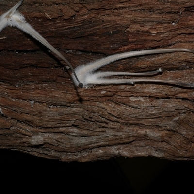 Mycena sp. (genus) at Freshwater Creek, VIC - 15 Apr 2020 by WendyEM