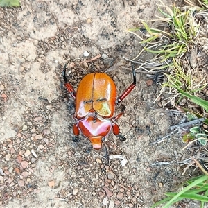 Anoplognathus montanus at Forde, ACT - 5 Dec 2024